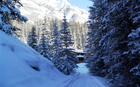 밴프 국립 공원, 캐나다, 나무, 집, 산, 눈 HD 배경 화면