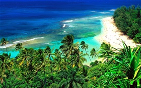 비치, 사람, 여행, 푸른 바다, 하와이, 미국
