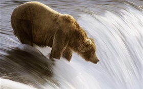 물, 사냥 음식에 곰 HD 배경 화면