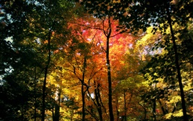 아름다운 숲, 단풍 HD 배경 화면