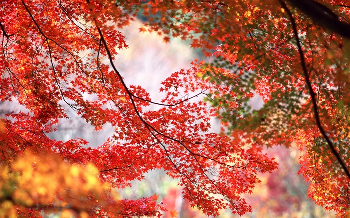 아름다운 가을, 나무, 나뭇 가지, 붉은 단풍 나무 잎 배경 화면 그림