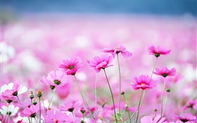 아름다운 kosmeya 꽃, 나뭇잎 HD 배경 화면