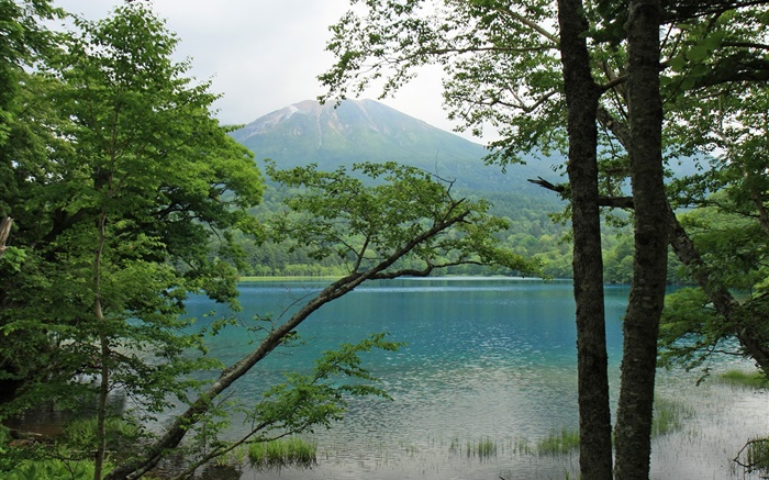 아름 다운 자연, 호수, 나무, 산, 홋카이도, 일본 배경 화면 그림