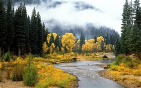아름다운 자연 풍경, 숲, 나무, 안개, 강, 가을 HD 배경 화면