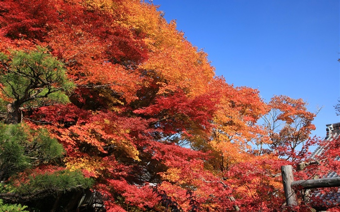 아름 다운 붉은 가을, 나뭇잎, 나무 배경 화면 그림