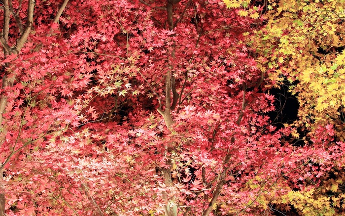 아름다운 붉은 단풍, 단풍 나무, 가을 배경 화면 그림