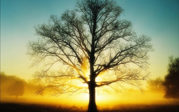 아름 다운 일출, 나무, 태양, 새벽 배경 화면 그림