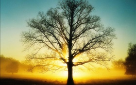 아름 다운 일출, 나무, 태양, 새벽 HD 배경 화면