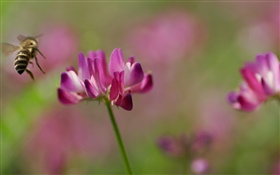 꿀벌, 핑크 꽃, 녹색 배경 HD 배경 화면