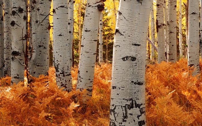 자작 나무, 숲, 가을 배경 화면 그림