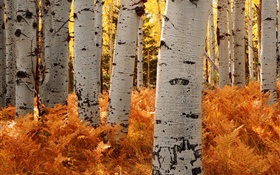 자작 나무, 숲, 가을 HD 배경 화면