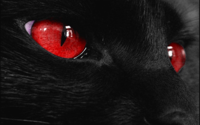 블랙 동물 얼굴, 빨간 눈 배경 화면 그림