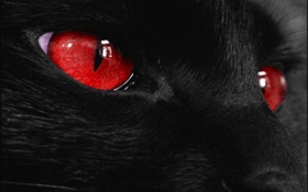 블랙 동물 얼굴, 빨간 눈 HD 배경 화면