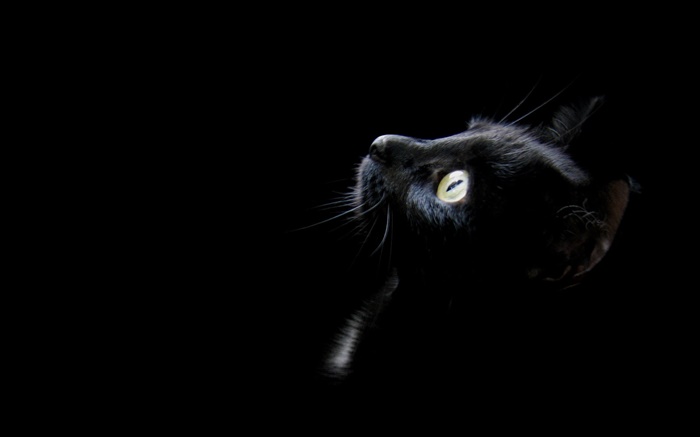 검은 고양이, 검은 배경 배경 화면 그림