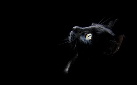 검은 고양이, 검은 배경 HD 배경 화면