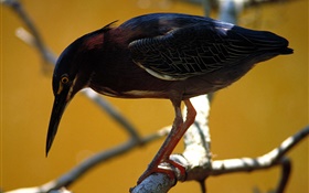 블랙 깃털 새, 나무, 나뭇 가지 HD 배경 화면