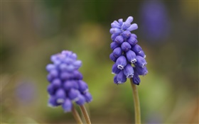 블루 포도 히아신스 꽃, 흐림 배경 HD 배경 화면