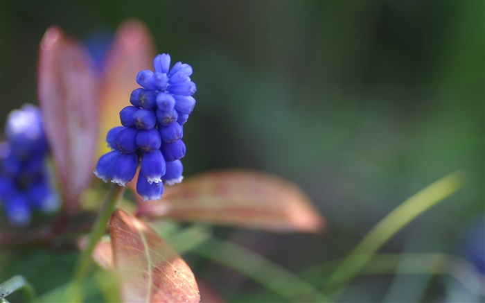 푸른 히아신스 꽃 근접 배경 화면 그림