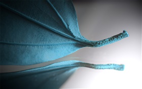 푸른 잎, 창조적 인 사진 HD 배경 화면