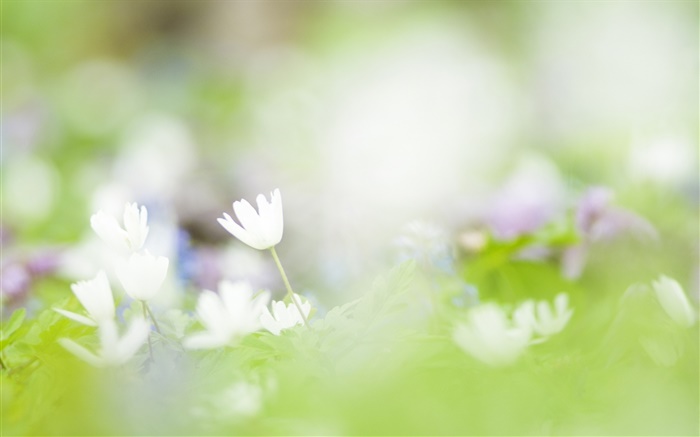흐림 배경, 흰 꽃 사진 배경 화면 그림