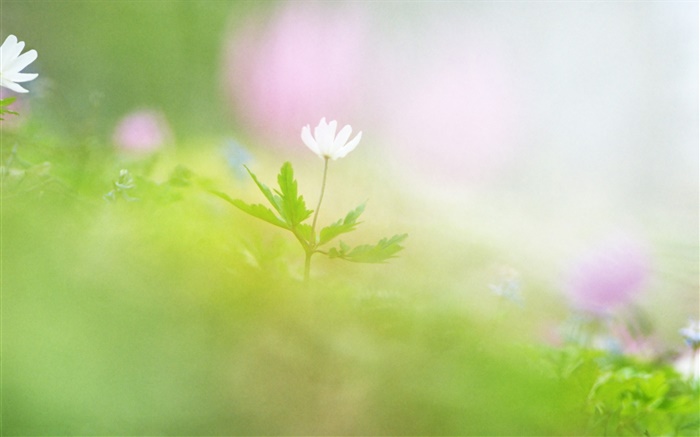 흐림 사진, 흰 꽃 배경 화면 그림
