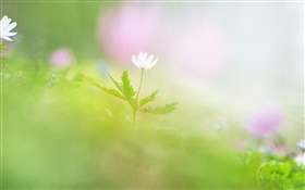 흐림 사진, 흰 꽃 HD 배경 화면