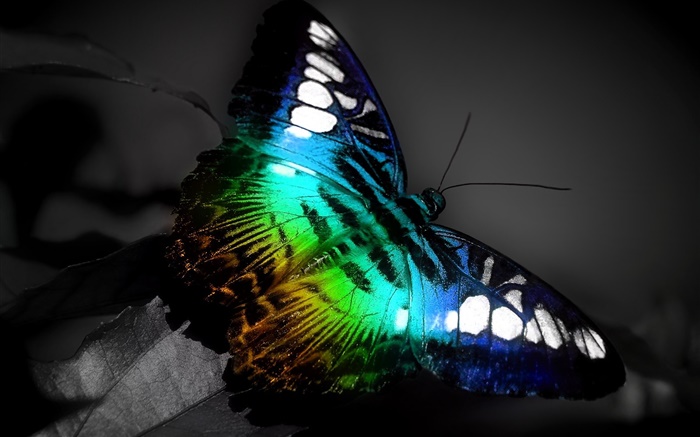 나비 매크로, 블루 블랙 색상 배경 화면 그림