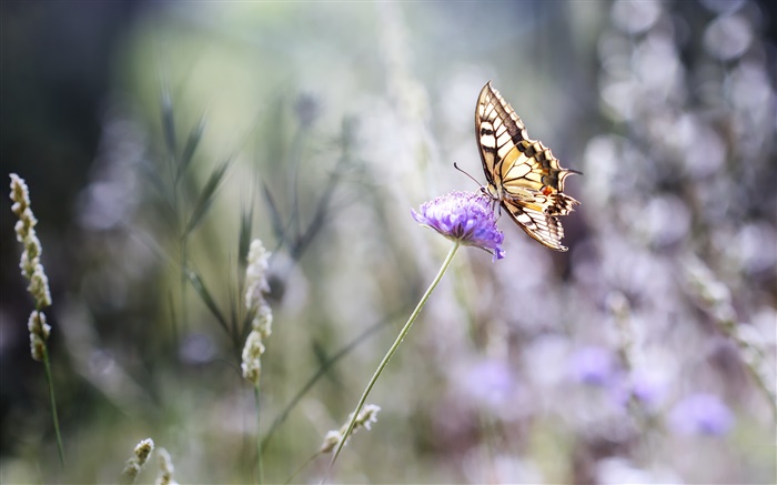 나비, 보라색의 꽃, 나뭇잎, 여름 배경 화면 그림