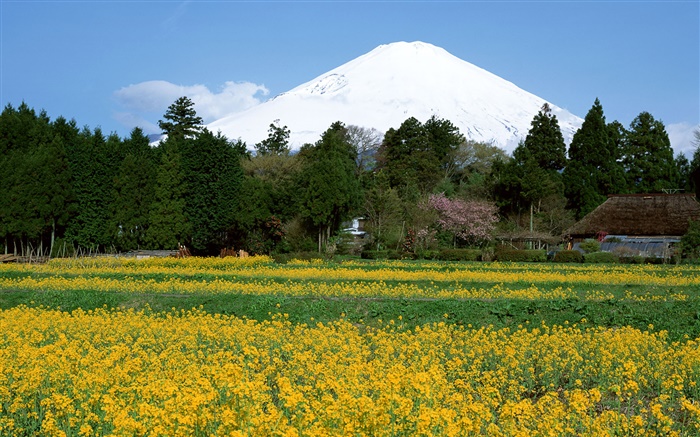 카 놀라 꽃 필드, 나무, 일본 후지산, 배경 화면 그림