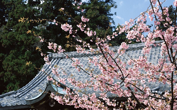 벚꽃, 공원, 도쿄, 일본 배경 화면 그림