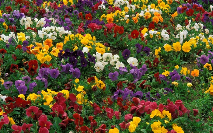 다채로운 난초 배경 화면 그림