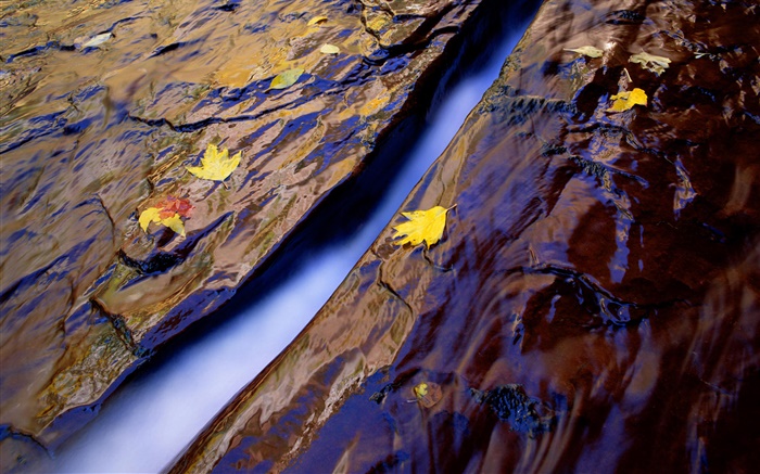 크릭, 물, 바위, 노란색 단풍 배경 화면 그림