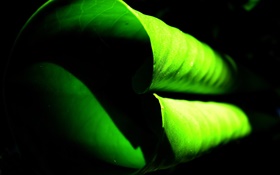 곱슬 녹색 잎 확대 HD 배경 화면