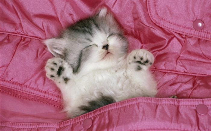 침대에서 귀여운 새끼 고양이의 잠 배경 화면 그림