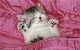 침대에서 귀여운 새끼 고양이의 잠