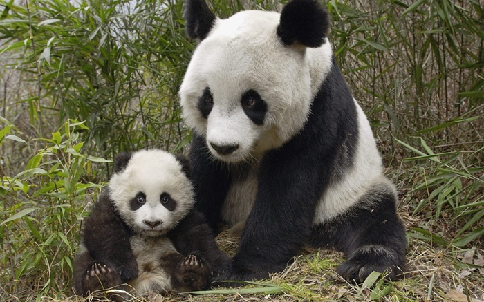 귀여운 팬더, 어머니와 새끼 배경 화면 그림