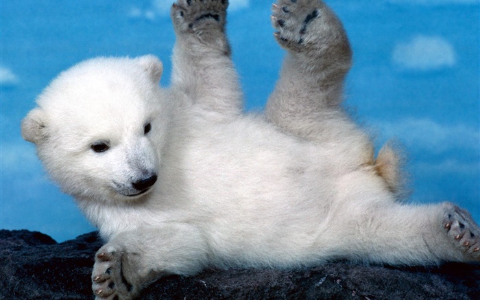 귀여운 흰색 북극곰 새끼 배경 화면 그림