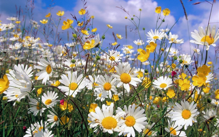 데이지 꽃, 하얀 꽃잎, 푸른 하늘 배경 화면 그림