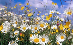 데이지 꽃, 하얀 꽃잎, 푸른 하늘 HD 배경 화면