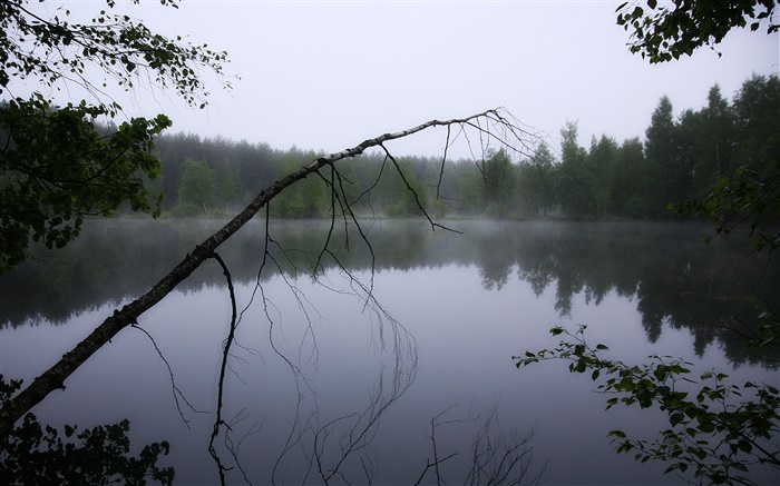 새벽, 연못, 숲, 나무, 안개 배경 화면 그림