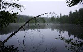 새벽, 연못, 숲, 나무, 안개 HD 배경 화면