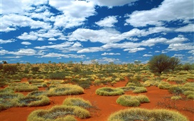 사막, 잔디, 구름, 호주 HD 배경 화면