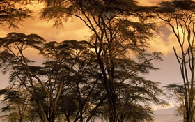 황혼의 풍경, 나무 HD 배경 화면