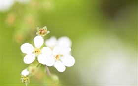 다섯 꽃잎, 흰 꽃, 나뭇잎 HD 배경 화면