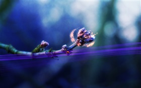 꽃 봉오리, 무당 벌레, 마술, 창조적 인 사진 HD 배경 화면