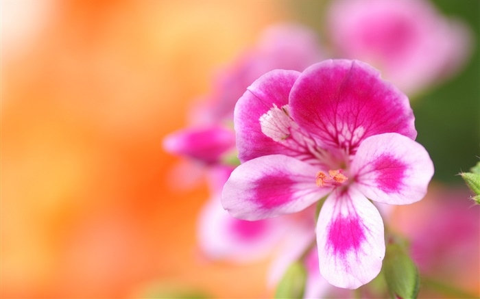 꽃 매크로 사진, 분홍색, 흰색 꽃잎, 나뭇잎 배경 화면 그림