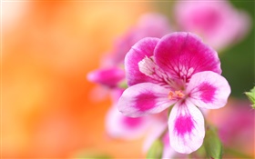 꽃 매크로 사진, 분홍색, 흰색 꽃잎, 나뭇잎