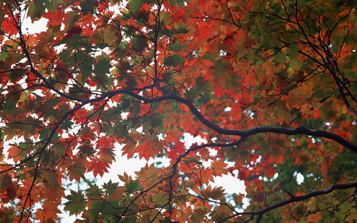 숲, 가을, 나무, 단풍 나무 잎 배경 화면 그림