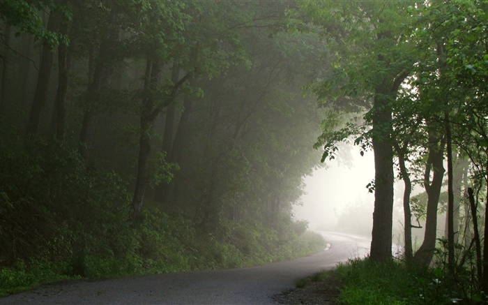 숲, 도로, 나무, 안개, 아침 배경 화면 그림
