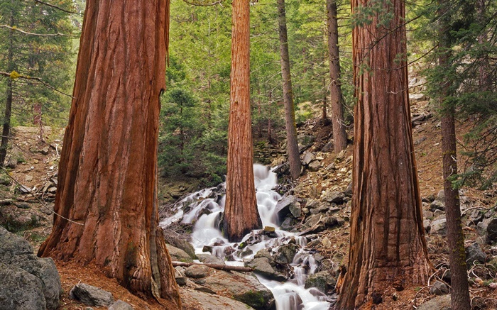 숲, 나무, 개울, 바위 배경 화면 그림